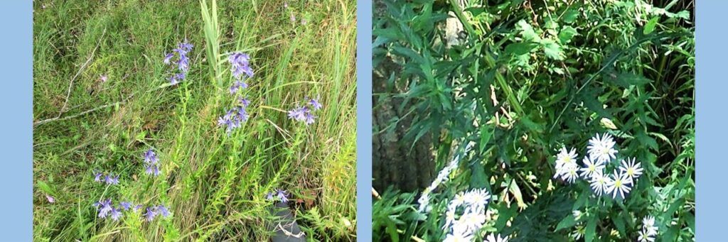 湿原の中でつつましく佇む花々