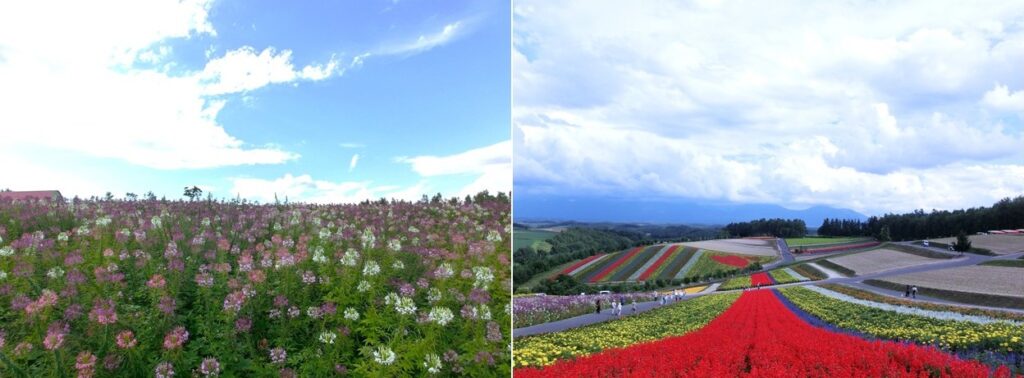 「四季彩の丘」の絶景
